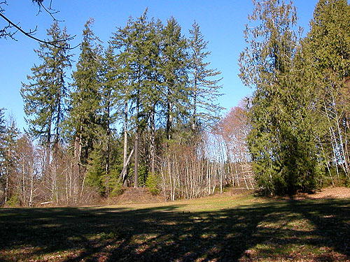 trees around lawn, unnamed park on Little Skookum Inlet, Mason County, Washington