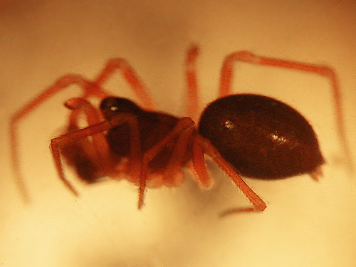 male microspider Spirembolus abnormis from Forest Hill Cemetery, Port Ludlow, Jefferson County, Washington