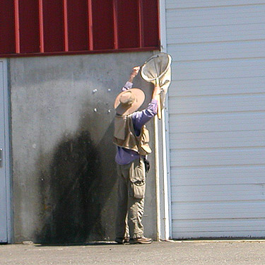 Laurel Ramseyer collecting orbweaver from wall, NW Washington Fairground, Lynden, Whatcom County, Washington