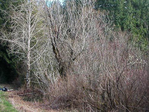 alder swamp tract, forest tract south of Mason Lake County Park, Mason County, Washington