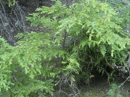 western hemlock foliage Tsuga heterophylla, lower Meadow Mountain Trail, Snohomish County, Washington