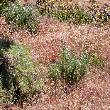 cheat grass Bromus tectorum and sagebrush Artemisia tridentata, "The Cove" south of Vantage, Kittitas County, Washington