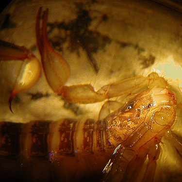 scorpion Paruroctonus boreus under rock from "The Cove" south of Vantage, Kittitas County, Washington