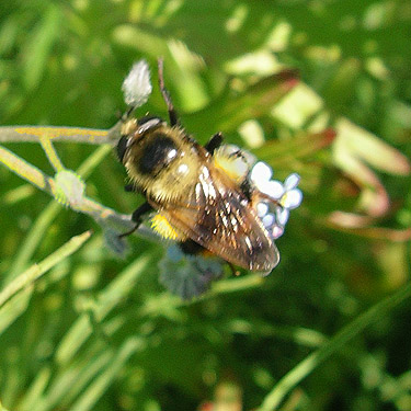 bumble bee Bombus sp., Cascade Trail near Minkler Lake, Skagit County, Washington