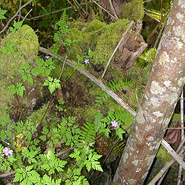 moss and herbs at base of maple tree, Cascade Trail near Minkler Lake, Skagit County, Washington