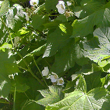 thimbleberry, Rubus parviflorus, East Fork Mission Creek at Peavine Canyon, Chelan County, Washington