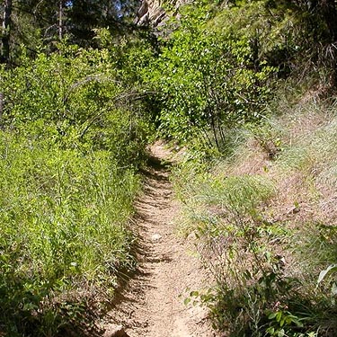 mysterious trail heads up slope from parking area, East Fork Mission Creek at Peavine Canyon, Chelan County, Washington