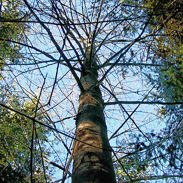 alder tree Alnus rubra, 1990s clearcut on Mowich Lake Road, Pierce County, Washington