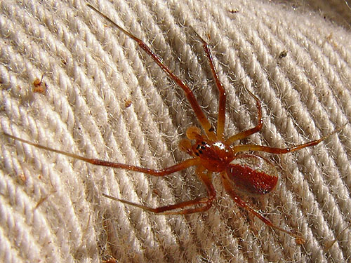 Pityohyphantes rubrofasciatus linyphiid spider from 2006 clearcut on Mowich Lake Road, Pierce County, Washington