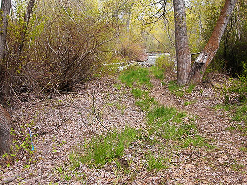 riparian woodland with leaf litter, Naneum Creek (at Naneum Road bridge), Kittitas County, Washington