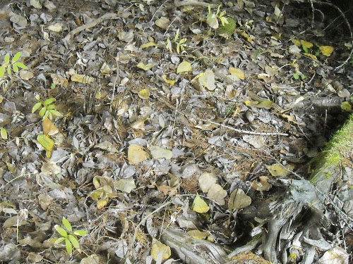 cottonwood leaf litter, cottonwood grove site, McKenzie Conservation Area, Newman Lake, Spokane County, Washington