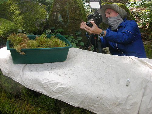 Ron Austin prepares to take video of moss sifting, Index-Galena Road washout area near Index, Washington