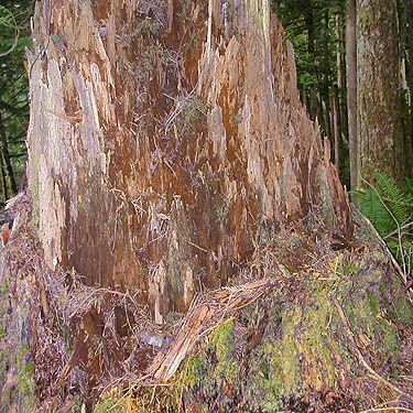 old rotten stump by Sunset Mine trail, Index-Galena Road washout area near Index, Washington