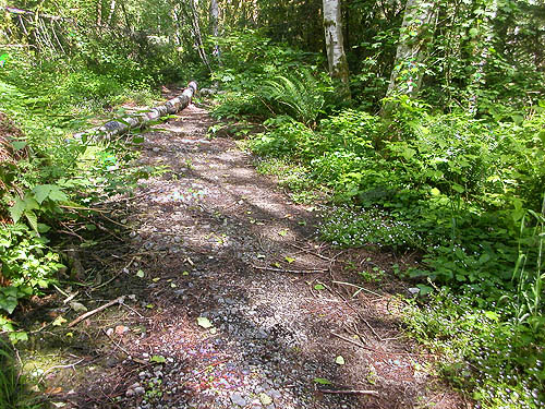 verdant trail to Sunset Mine, Index-Galena Road washout area near Index, Washington