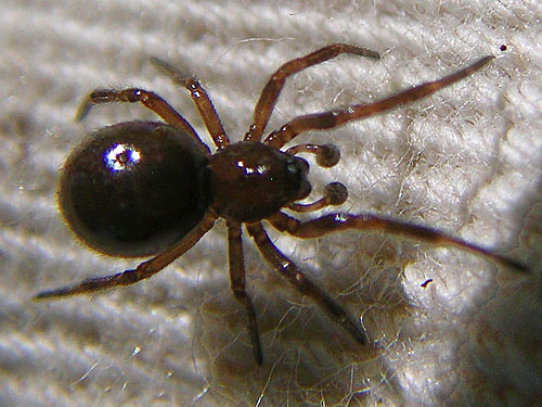 theridiid spider Enoplognatha thoracica from Douglas-fir cone, Nick's Lagoon Park near Seabeck, Washington