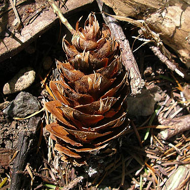Douglas-fir cone, Nick's Lagoon Park near Seabeck, Washington