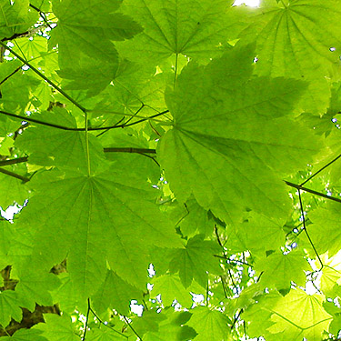 bigleaf maple leaves, Nick's Lagoon Park near Seabeck, Washington