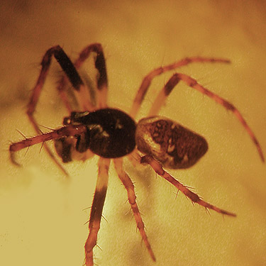male Cyclosa conica spider from summit clearing, North Mountain, Skagit County, Washington (nr Darrington)