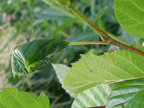 leaf retreat of sac spider Clubiona pacifica on alder, North Mountain, Skagit County, Washington (near Darrington)