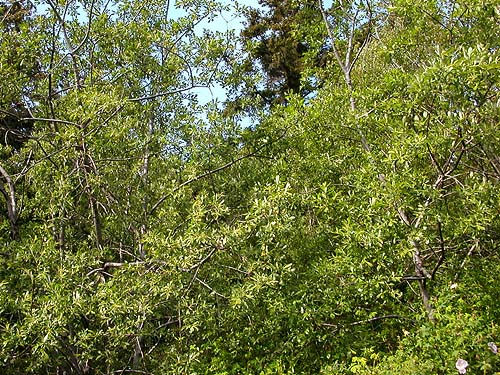 willow grove in Ridgewood Park, Oak Harbor, Whidbey Island, Washington