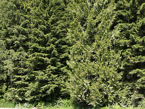 conifers across the road from parking lot, Olney Pass, Snohomish County, Washington