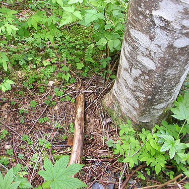 litter-free ground under alder tree, Olney Pass, Snohomish County, Washington
