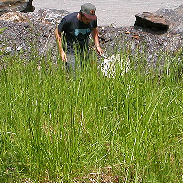 Chris Smitelli sweeping grassy field, Olney Pass, Snohomish County, Washington
