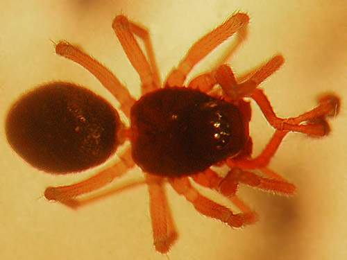 male linyphiid spider Erigone aletris swept from grass along Padilla Bay Shore Trail, Skagit County, Washington