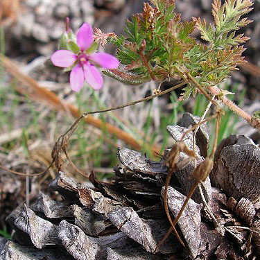 flower seemingly grows from pine cone, Painted Rocks Trail, Spokane County, Washington