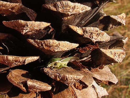 green shield bug Pentatomidae in pine cone, Painted Rocks Trail, Spokane County, Washington