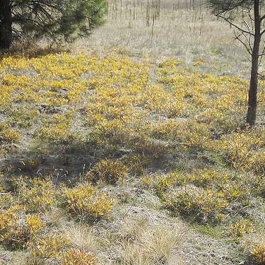 yellowed ground herbs in meadow, Painted Rocks Trail, Spokane County, Washington