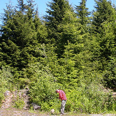 Jerry Austin and western hemlock forest at edge of rock quarries NW side of Mt Pilchuck, Snohomish County, Washington