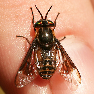 deer fly, Chrysops surdus, biting, from Pack Forest, Pierce County, Washington