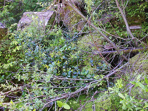 salal stand high on quarry side, old rock quarries on lower NW slope of Mt. Pilchuck, Snohomish County, Washington
