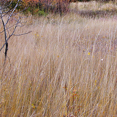 tall grass in field, Little Chumstick Creek, east of Plain, Chelan County, Washington