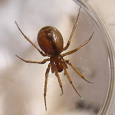 female linyphiid spider Helophora orinoma from pine cones, Plain, Chelan County, Washington