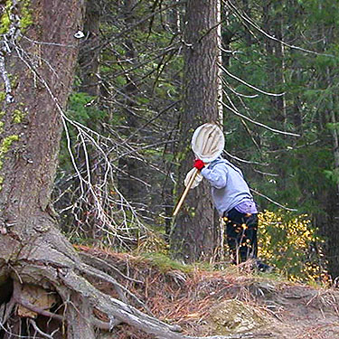 Laurel Ramseyer hunts pine cones, ridge crest E of Plain, Chelan County, Washington