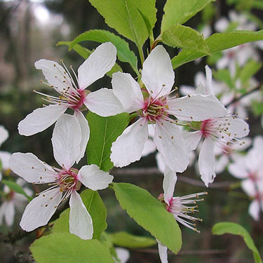 apple blossoms at Rapjohn Lake, Pierce County, Washington