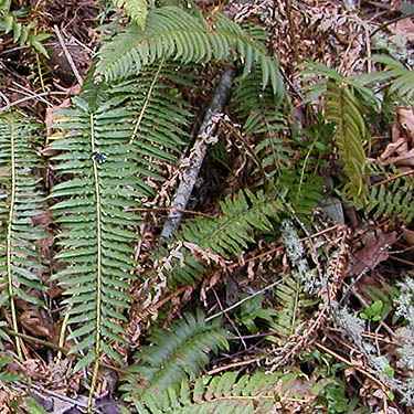 sword fern Polystichum munitum at Rapjohn Lake, Pierce County, Washington