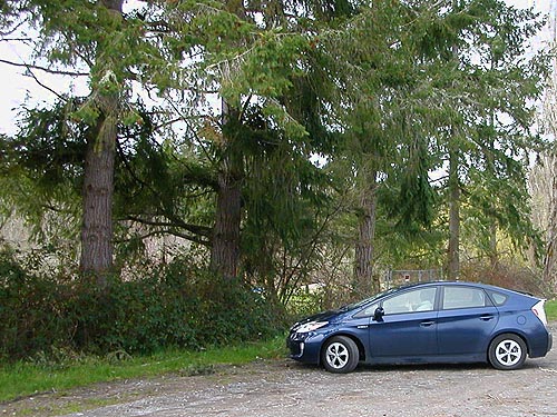 Douglas-fir trees by parking lot at Rapjohn Lake, Pierce County, Washington