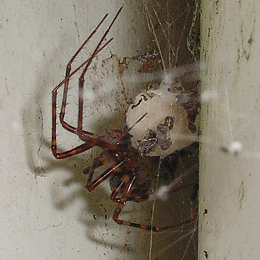 Pimoa altioculata, pimoid spider, with egg sac, Rapjohn Lake, Pierce County, Washington