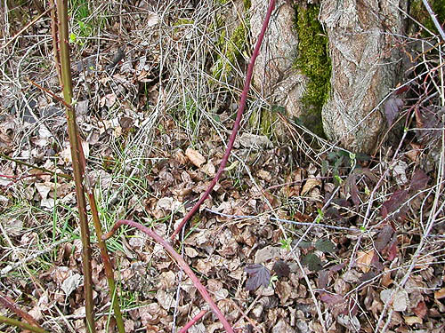 poplar litter guarded by thorns at Rapjohn Lake, Pierce County, Washington