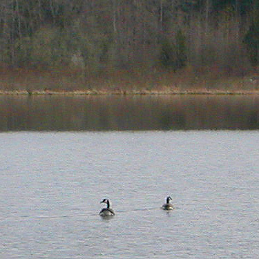 ducks, 4 April 2017, on Rapjohn Lake, Pierce County, Washington