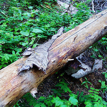 loose bark and dead wood, Red Top Mountain, Kittitas County, Washington