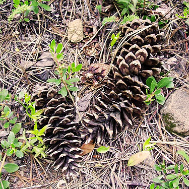 cones of western white pine Pinus monticola, lower trailhead, Red Top Mountain, Kittitas County, Washington
