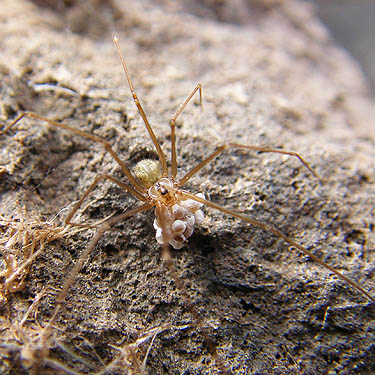 female pholcid spider Psilochorus hesperus with egg sac, Rock Island Creek at Indian Camp Road, Douglas County, Washington