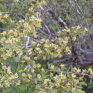 Ribes sp. in steppe habitat, Rock Island Creek at Indian Camp Road, Douglas County, Washington