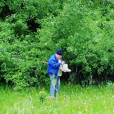 Rod sorting a shrub beat sample, Rock Island Creek at Indian Camp Road, Douglas County, Washington