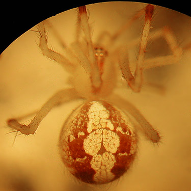 female cobweb weaving spider Theridion neomexicanum, small tributary of Ruby Creek, Chelan County, Washington