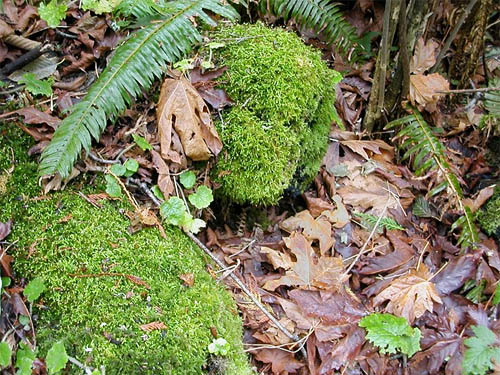 moss on log and leaf litter, Salsbury Point Park, Kitsap County, Washington